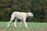 IRISH WOLFHOUND 162